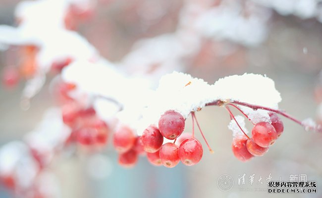 【组图】邂逅一场清华园的漫漫大雪