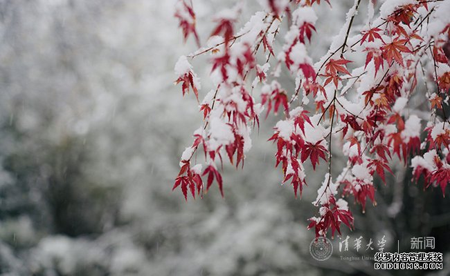 【组图】邂逅一场清华园的漫漫大雪