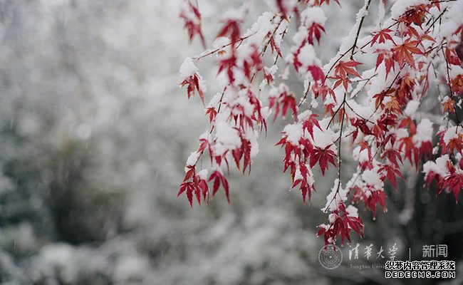 【组图】邂逅一场清华园的漫漫大雪